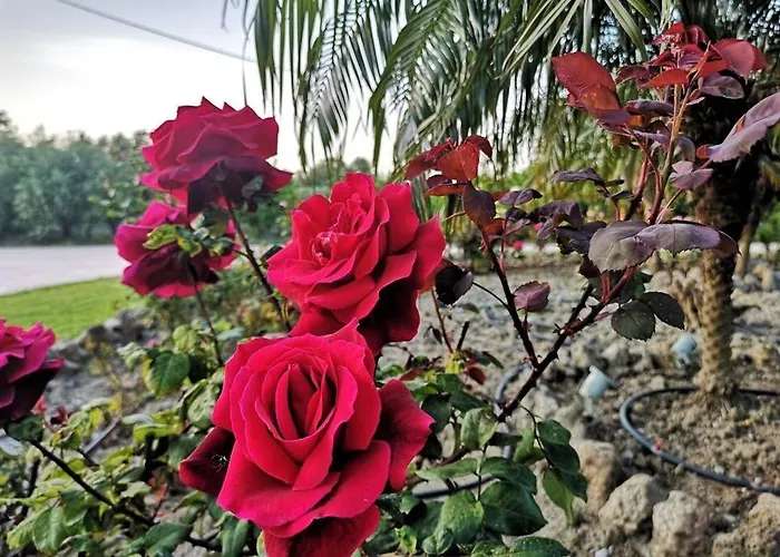 شقة Fiore Di Rodi - Private Pool, Jacuzzi And Barbecue إياليسوس