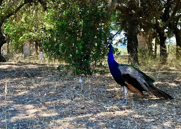 Apartament Fiore Di Rodi - Private Pool, Jacuzzi&barbecue Ialysos (Rhodes)