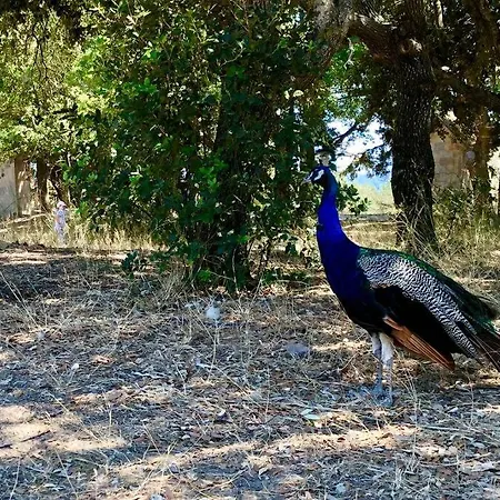 Apartment Fiore Di Rodi - Private Pool, Jacuzzi And Barbecue Ialysos (Rhodes)