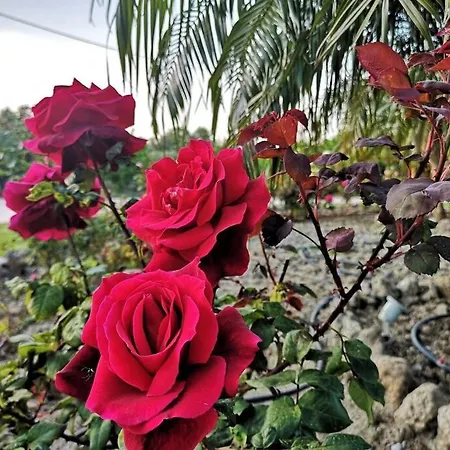 Apartment Fiore Di Rodi - Private Pool, Jacuzzi And Barbecue Ialysos (Rhodes)